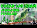 Download Lagu MATERI MEWAH..! JINGJING PETULAK JURI PASTI SUKA AUTO KONCER BOS #cucakijo #lombacucakijo #mewah