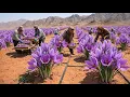 The World s Most Labor-Intensive Spice Hand-Picking Rare Saffron at Dawn Inside the Farm