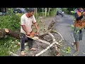 Kayu ini cantik mulus kekuningan, Tebang Pohon Nangka (stihl ms 381)