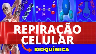 RESPIRAÇÃO CELULAR - ( GLICÓLISE , CICLO DE KREBS, FOSFORILAÇÃO OXIDATIVA) - METABOLISMO DA GLICOSE