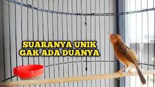 uniknya suara burung cici padi kepala merah 
