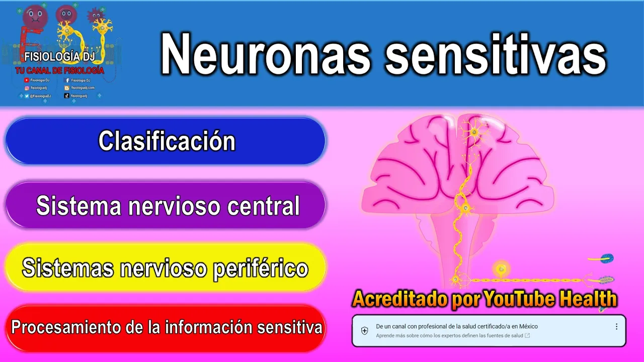 Neuronas sensitivas | Neuronas sensoriales | Neuronas aferentes | Neurona sensitiva o aferente