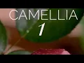 Download Lagu Ebiet G Ade - Full Album 1 ( 1979 ) #CAMELLIA 1