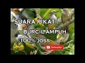 Download Lagu suara pikat segala jenis burung  kecil dan burung besar silahkan coba 😎