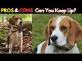 Beagle The Pros Cons of Owning One