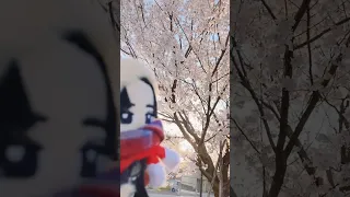 SnowMan目黒蓮くん推し活ライフ めめたん 朝の時間に朝の散歩だよ 高岡古城公園の桜っ Shorts 