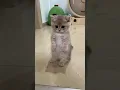 Download Lagu #cat #catlover #funnyvideo #animals #funnycats #funnyshorts #funnyanimals #cats #funnyvideos #pets