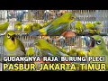 Lagu EDAN JADI GUDANGNYA RAJA BURUNG PLECI SALAH SATUNYA DI PASAR BURUNG PRAMUKA 