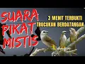 Download Lagu Suara PIKAT Trucukan PALING AMPUH ‼️ Respon Cepat Terbukti Jitu | suara trucukan ribut