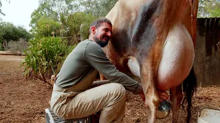 So much milk! First attempts at milking our Jersey house cow – Free Range Homestead Ep 69