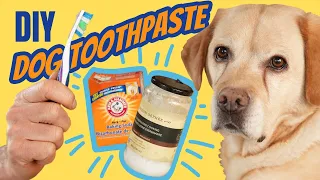 Toothpaste for Dogs DIY and Natural