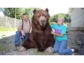 Download Our Big Bear Family mp4 3gp mp3 videos - waplic