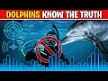 This Is Why Its Illegal To Communicate With Dolphins