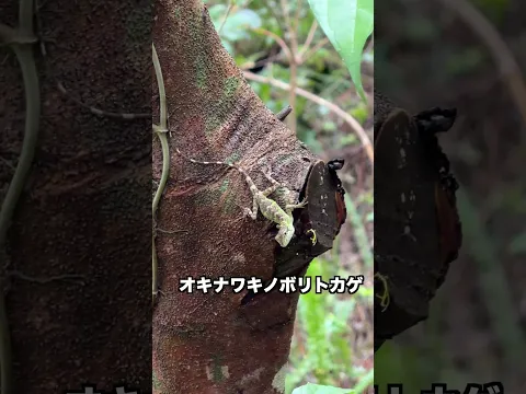 🐸奄美大島金作原の生き物🦎