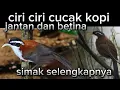Download Lagu cara membedakan burung cucak kopi jantan dan betina #burungcucakkopijantan