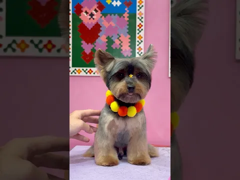 a yorkie icon