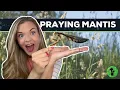 Praying Mantis All About Mantids