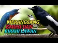 Download Lagu TERBUKTI AMPUH, MERANGSANG EMOSI TLEDEKAN GUNUNG, SRDC DAN KACER