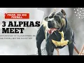 American Bully XL Dog Pack
