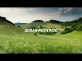 Lagu sugar rush ride | txt (투모로우바이투게더) eng lyrics