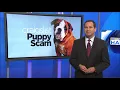 SAMLER CRAIGSLIST PUPPY SCAM 2016