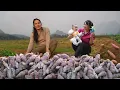 Lagu Harvesting Purple Sweet Potatoes, Selling at the Market, and Cooking Braised Pork Hock.