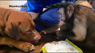 RIP Big Mac MonkeyBoo s First Buddy