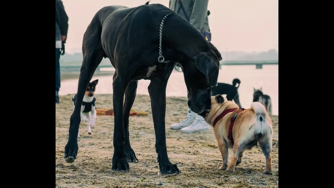 Part 2 Dog Longevity: How old was the oldest dog?