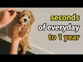 Puppy Growing 8 Weeks to 1 Year Cavapoo
