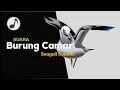 Download Lagu Suara BURUNG CAMAR