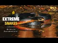 Download Lagu Extreme Snakes | Australia | Full episode | Animal documentary Download Lagu Extreme Snakes | Australia | Full episode | Animal documentary