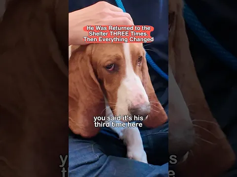 He Was Returned to the Shelter THREE Times. Then Everything Changed