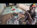 African Village Cooking | Soft & Tender Matumbo, Rich Potato Stew & Fluffy Rice!