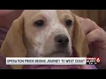 Volunteers drive rescue dogs from Omaha to West Coast families for Christmas