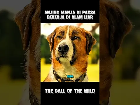 Kisah Anjing Manja Yang Di Paksa Kerja Di Alam Liar ‼️#alurceritafilm #shorts