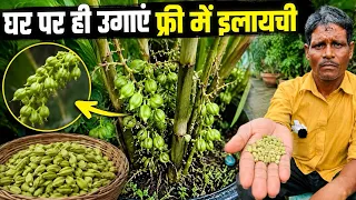 घर पर ही उगाए इलायची का पौधा इलायची से फ्री में।