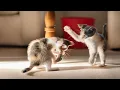 Download Lagu Playful Kittens on the Lawn with Puppies, Turtles, Fawns \u0026 Little Parrots – So Cute!