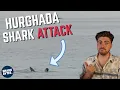 Hurghada Shark Attack Shark Scientist Opinion