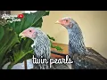Download Lagu Tween Pearls || Dokmak Silver Hen || Emas 10 || Adipura Farm