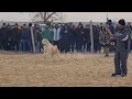 We are going to conquer the Yangala field