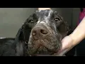Crazy hunting dog gets his first groom German Shorthaired Pointer