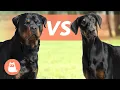 Rottweiler VS Doberman Pinscher Which is Best for You