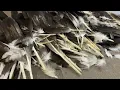 Last Harvest 2026 - Deceased Eagle