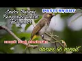 Download Lagu Suara Burung Rengganis / Cucak Wilis gacor