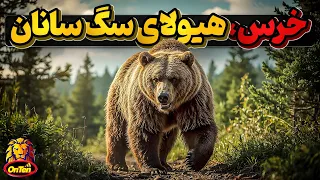 خرس ها از تنبل ترین تا وحشی ترین گوشتخواران دنیا 