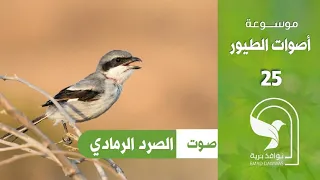 صوت صرد جنوبي صرد رمادي                            دندنها