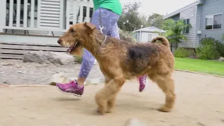 Pet Friendly Accommodation Edithburgh South Australia S3 Ep 8 Pooches at Play