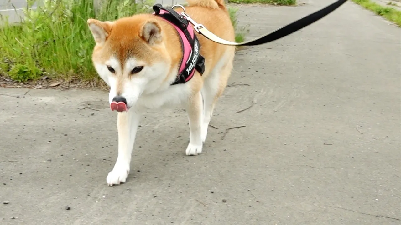 元氣な柴犬と柴犬パパの取り越し苦勞