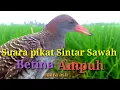 Download Lagu suara pikat sintar sawah betina ampuh