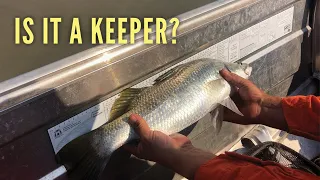 Ep 353 | Can We KEEP IT? Superb BARRA Fishing at Red Cone Bay, Kimberley, Sailing Nutshell